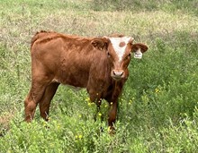 #2318 - Bayou Sunshine x Rebel HR