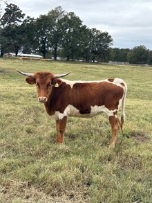 #2438 HR Bugsy x The Rifleman HR