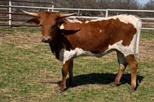 #2517 - HLR One Hot Mama x RJF Black Magic