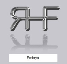 RHF Embryo 2