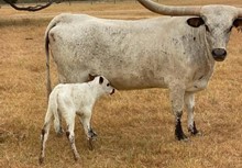 JAMMIN TEX X RJF CHA-CHING COWGIRL TAG 326