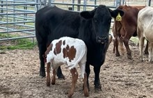 REBEL HR X HICKS MISS STRAWBERRY TAG 244H