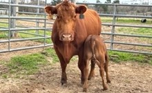 JAMMIN TEX X AWERSOME REB TAG 250