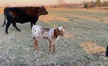 REBEL HR X TEXANA ALL SQUARE TAG 303