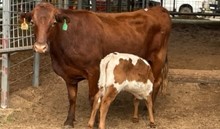 JAMMIN TEX X AWESOME REB TAG 240