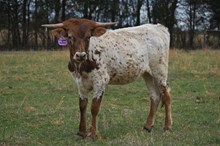 RR 20 Gauges of Desire