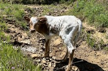 4/12/23 GOLDEN SUNFLOWER HEIFER