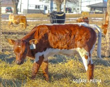 25LF Rombeck Bull