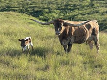 SILVER HOO X JAMMIN TEX (H) TAG 530