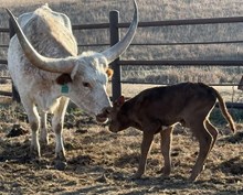 JAMMIN TEX X TCR ETERNAL ROSE (B) TAG 505