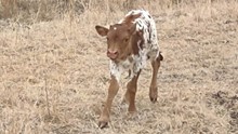 JAMMIN TEX  X JBR ISADORA