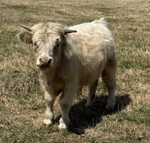 Toby