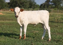 CR Sweet Action Heifer Calf