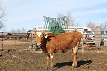  BR REDNECK X THE RIFLEMAN HR (H)