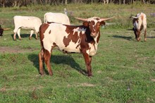 Mayola's Partner in Crime 