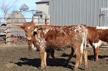 HR AWESOME REB X SL THE UNDERTAKER (H) TAG 523