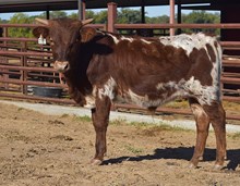 #2586 HR Rebels Catch x The Rifleman HR (b)