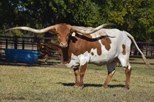 REX'S 83 BIRTHDAY GIRL