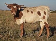 #2501 REX'S 83 BIRTHDAY GIRL X WT KID ROCK 