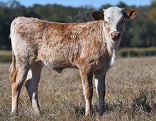 Jammin Tex x WS Sade