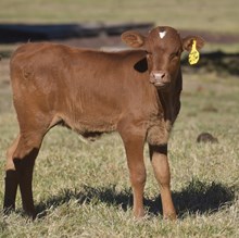 #2518 DH Tari Chex x BR Jungle Jim 