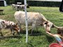 Granddaughter feeding her favorite calf.