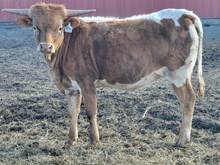 Rim Rock Rose Heifer